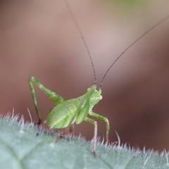 Insecta