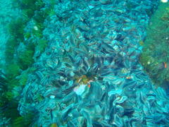 Pentacta doliolum