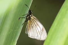 Heliopetes ochroleuca