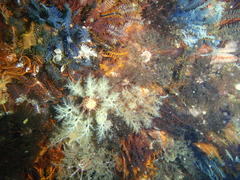 Pentacta doliolum