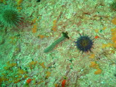 Pentacta doliolum