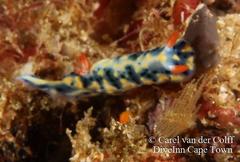 Hypselodoris infucata