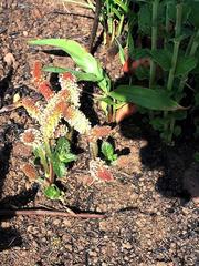 Acalypha glandulifolia