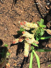 Acalypha glandulifolia