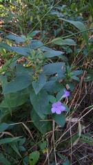 Ruellia drummondiana