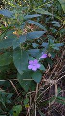 Ruellia drummondiana