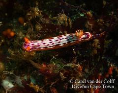 Hypselodoris maculosa