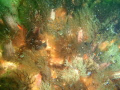 Pentacta doliolum