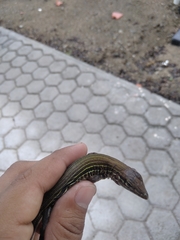 Aspidoscelis communis