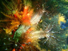 Pentacta doliolum