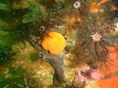 Pentacta doliolum