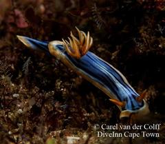 Chromodoris hamiltoni