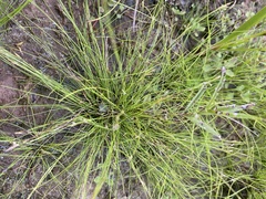 Rhynchospora thornei