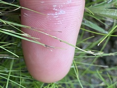 Rhynchospora thornei