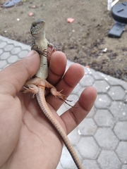 Aspidoscelis communis