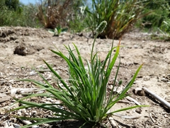 Plantago erecta