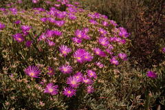 Lampranthus vernalis