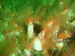 Thyone aurea
