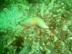 Thyone aurea