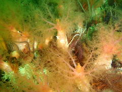 Thyone aurea