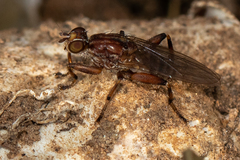 Tapeigaster nigricornis