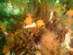 Thyone aurea