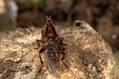 Tapeigaster nigricornis