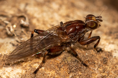 Tapeigaster nigricornis