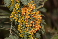 Austroacacidiplosis botrycephalae