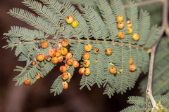 Austroacacidiplosis botrycephalae