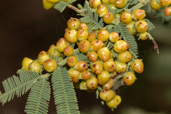 Austroacacidiplosis botrycephalae