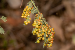 Austroacacidiplosis botrycephalae