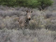 Equus zebra hartmannae