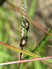 Callirhinus metallescens