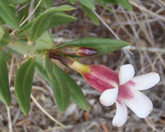 Pachypodium bispinosum