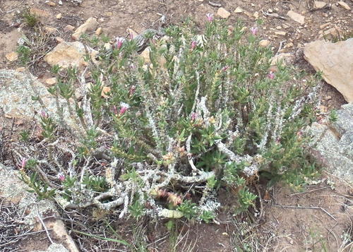 Pachypodium bispinosum