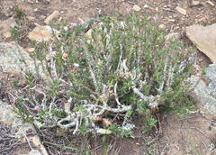 Pachypodium bispinosum
