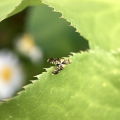 Spathulina acroleuca