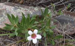 Pachypodium bispinosum
