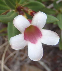 Pachypodium bispinosum