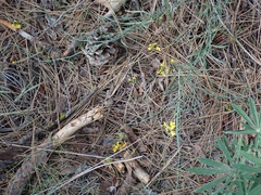 Sisymbrium linifolium