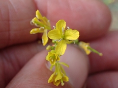 Sisymbrium linifolium