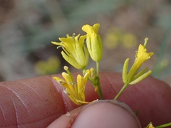 Sisymbrium linifolium