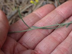 Sisymbrium linifolium