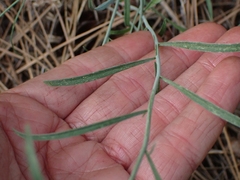 Sisymbrium linifolium