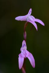 Disa inflexa