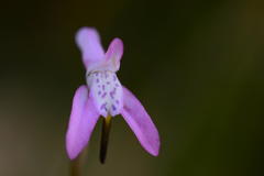 Disa inflexa