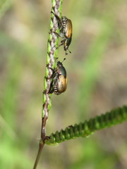 Callirhinus metallescens