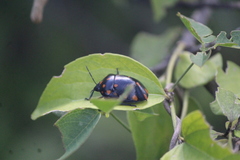 Pachycoris klugii