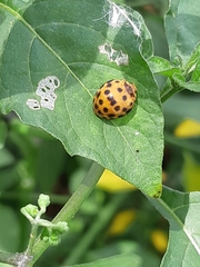 Henosepilachna vigintioctopunctata